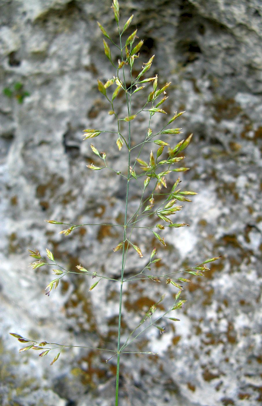 Изображение особи Poa versicolor.