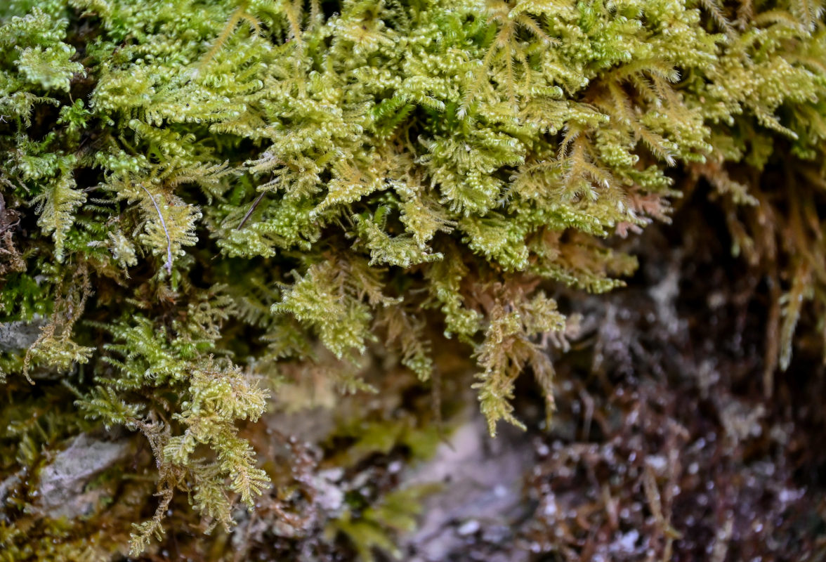 Image of Ptilium crista-castrensis specimen.