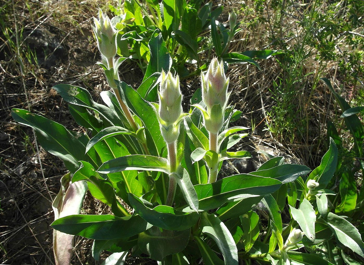 Image of Morina kokanica specimen.