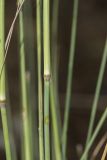 Смотреть изображение Piptatherum holciforme