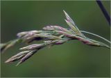 Festuca arundinacea. Соцветие. Московская обл., Раменский р-н, окр. дер. Хрипань, садовый участок. 18.06.2025.