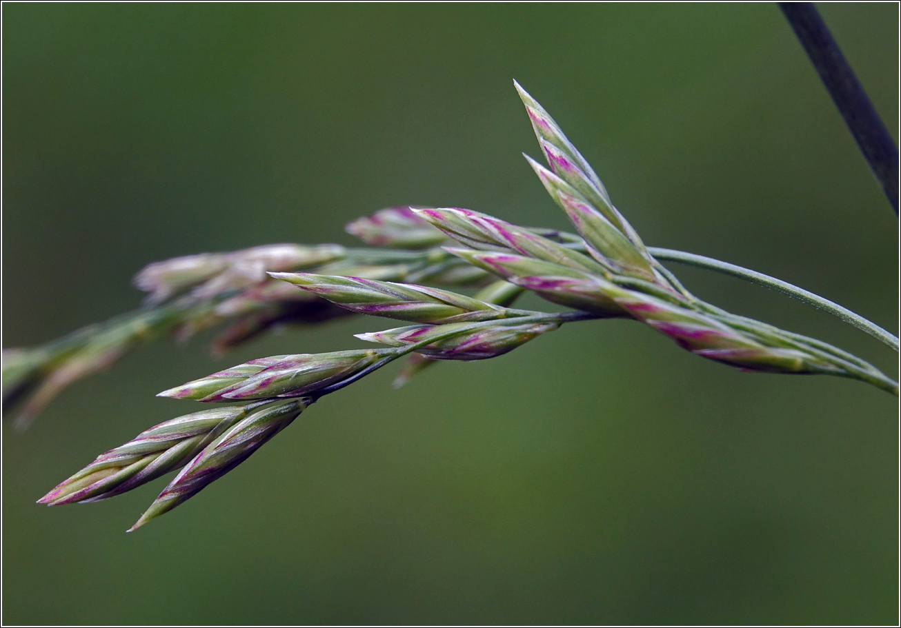 Image of Festuca arundinacea specimen.
