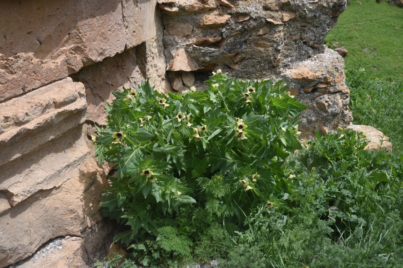 Image of Hyoscyamus niger specimen.