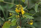 Lysimachia vulgaris. Верхушка побега с соцветием. Московская обл., Раменский р-н, окр. дер. Хрипань, садовый участок. 02.07.2025.