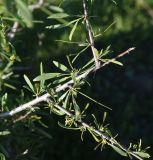 unknown species. Часть бутонизирующей веточки. Турция, ил Ыгдыр, Харабабазарский перевал, среди старой лавы. 19 мая 2025 г.