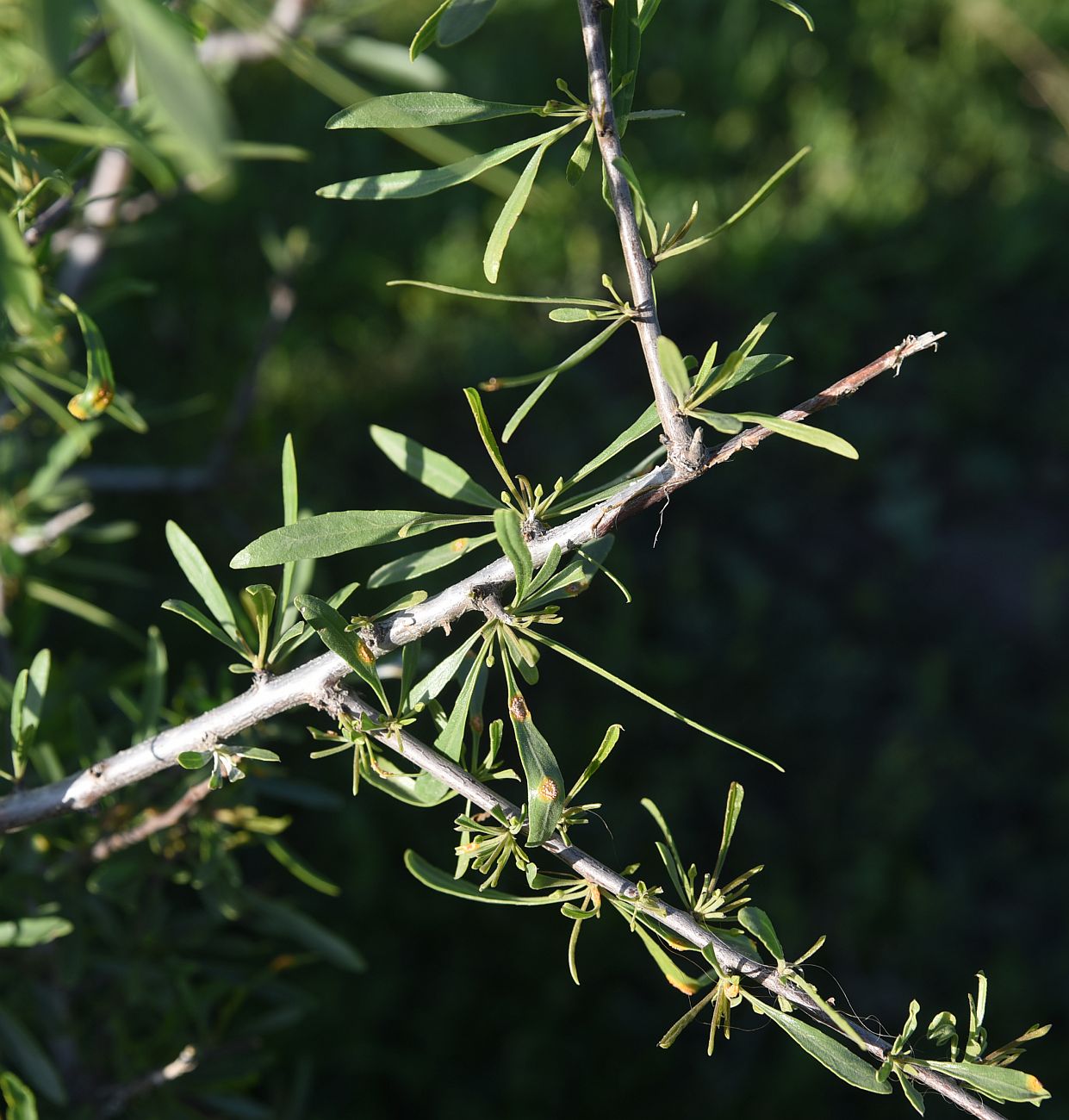 Image of Unknown species specimen.