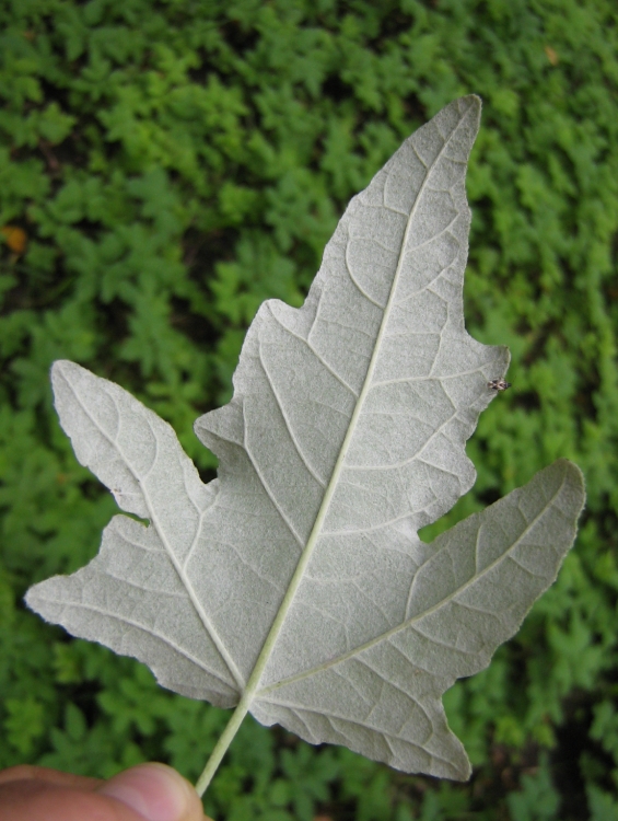 Image of Populus alba specimen.