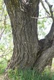 род Salix. Нижняя часть дерева. Турция, ил Агры, р-н Догубаязит, окр. ур. Ноев Ковчег, выс. ок. 2000 м н.у.м., луг на слегка заболоченном участке. 20 мая 2025 г.