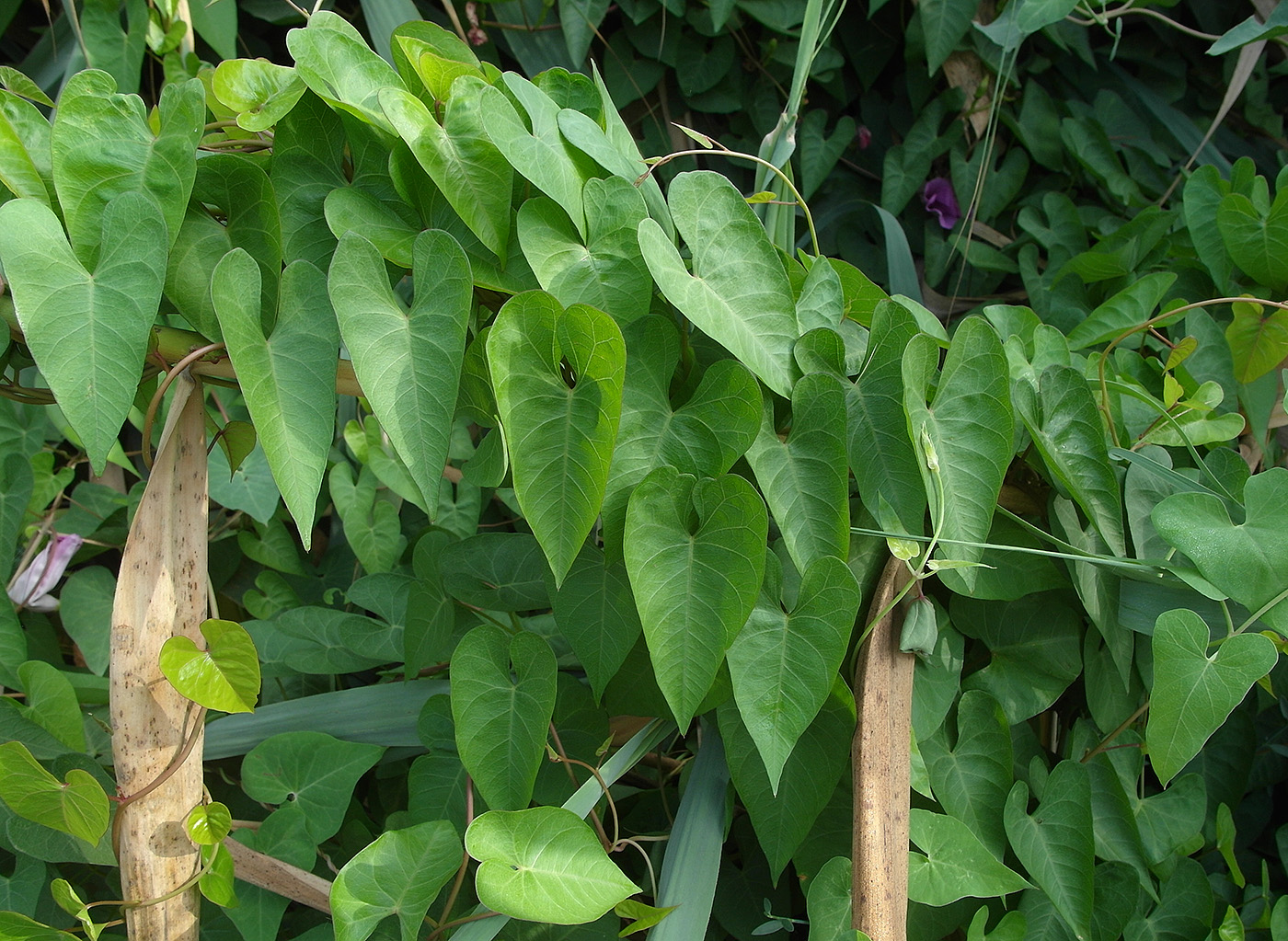 Изображение особи Ipomoea sagittata.