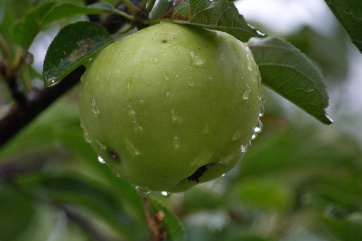 Image of Malus domestica specimen.