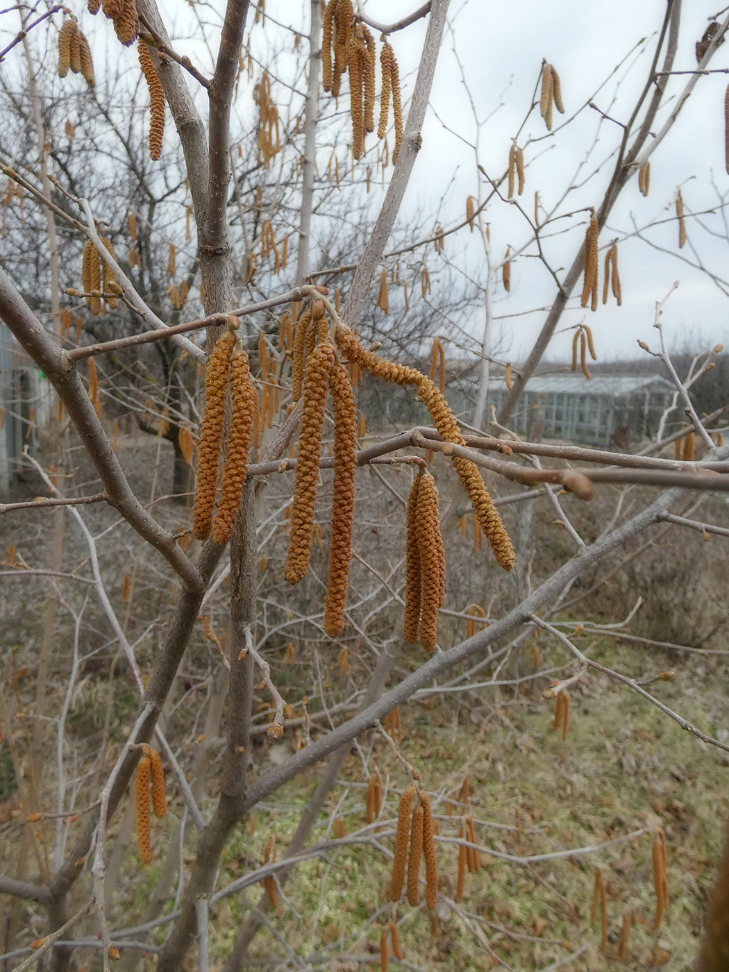 Изображение особи род Corylus.