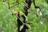 Amygdalus bucharica. Часть ветви с плодами этого года и не осыпавшимися прошлогодними. Таджикистан, Гиссарский хр., басс. р. Варзоб, ущ. р. Кондара, ≈ 1400 м н.у.м., пояс шибляка, склон с гранитным мелкозёмом. 19 апреля 2025 г.