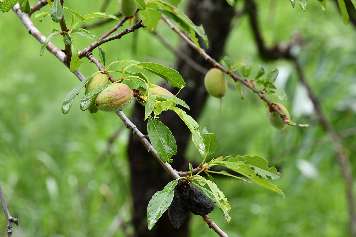 Изображение особи Amygdalus bucharica.