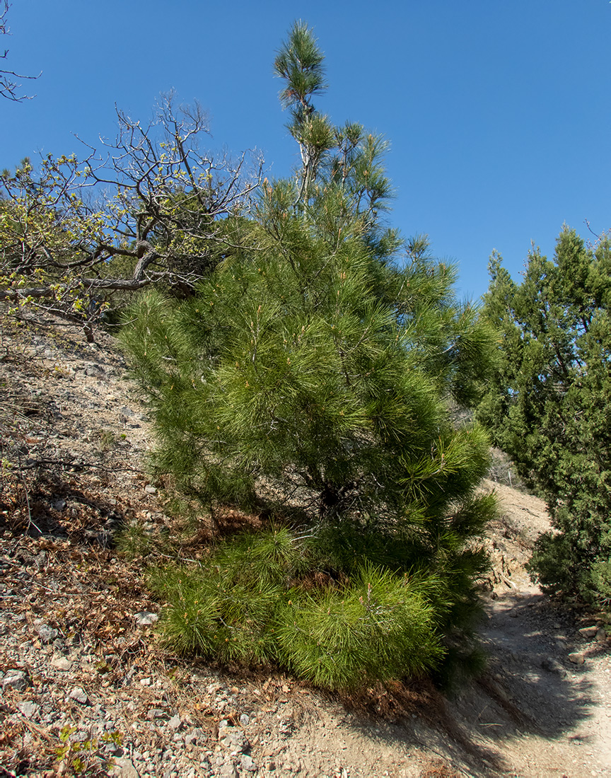 Image of Pinus pallasiana specimen.