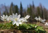 Anemone altaica