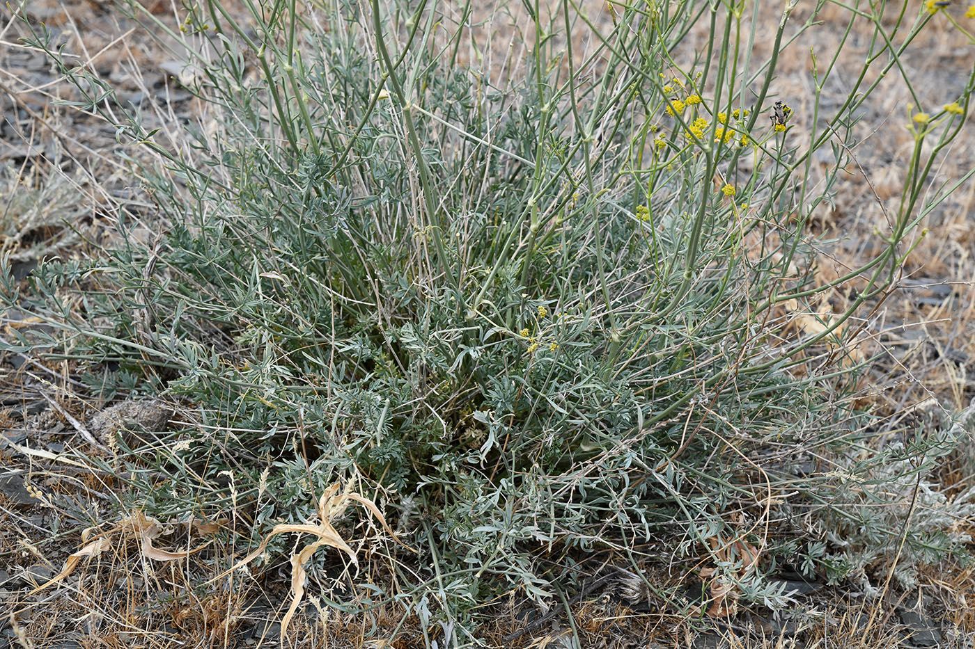 Image of Seseli sessiliflorum specimen.
