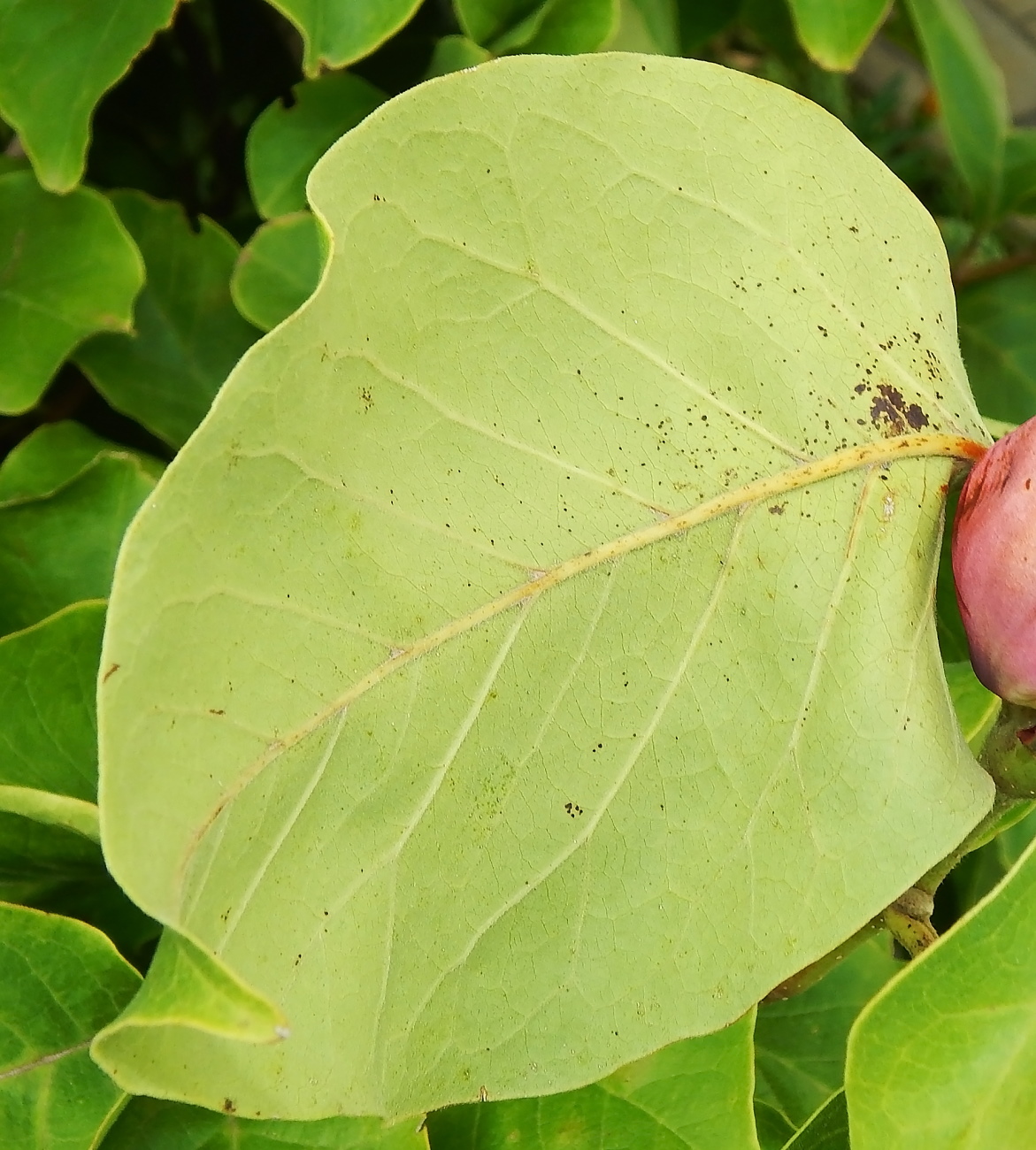 Изображение особи Неопознанный вид.