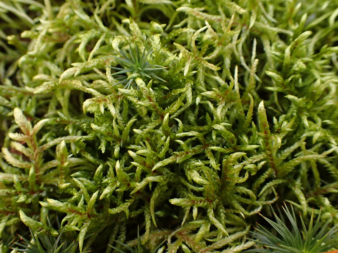 Image of division Bryophyta specimen.