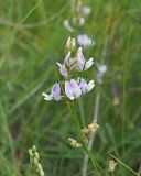 Смотреть изображение Astragalus austriacus