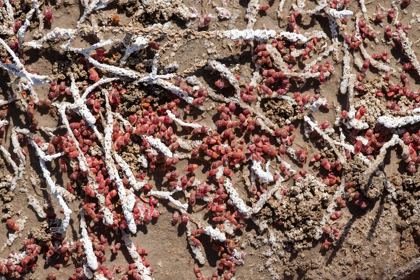 Image of Salicornia perennans specimen.