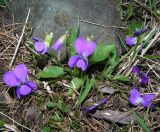 Viola hirta. Цветущее растение. Алтай, Шебалинский р-н, с. Камлак. 03.05.2010.