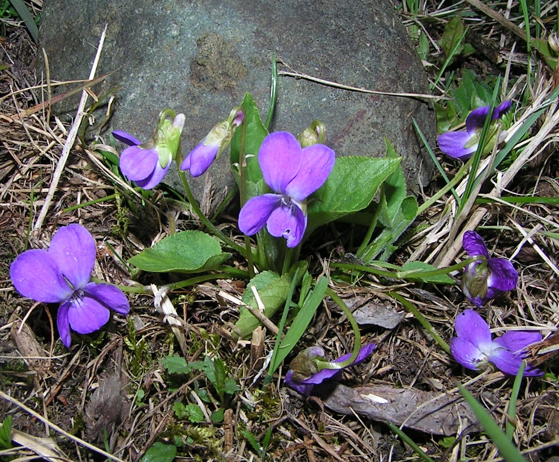 Изображение особи Viola hirta.