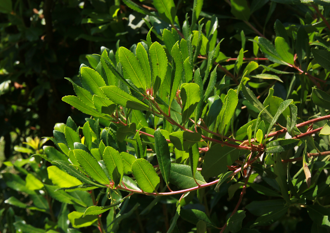 Изображение особи Arbutus unedo.