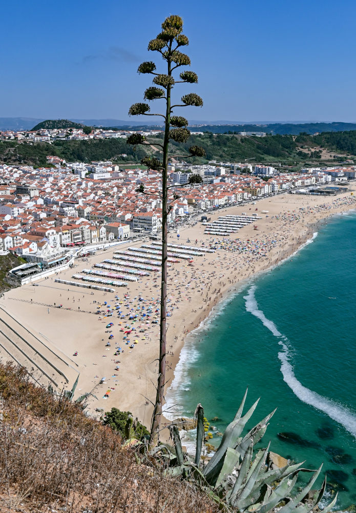 Изображение особи Agave americana.