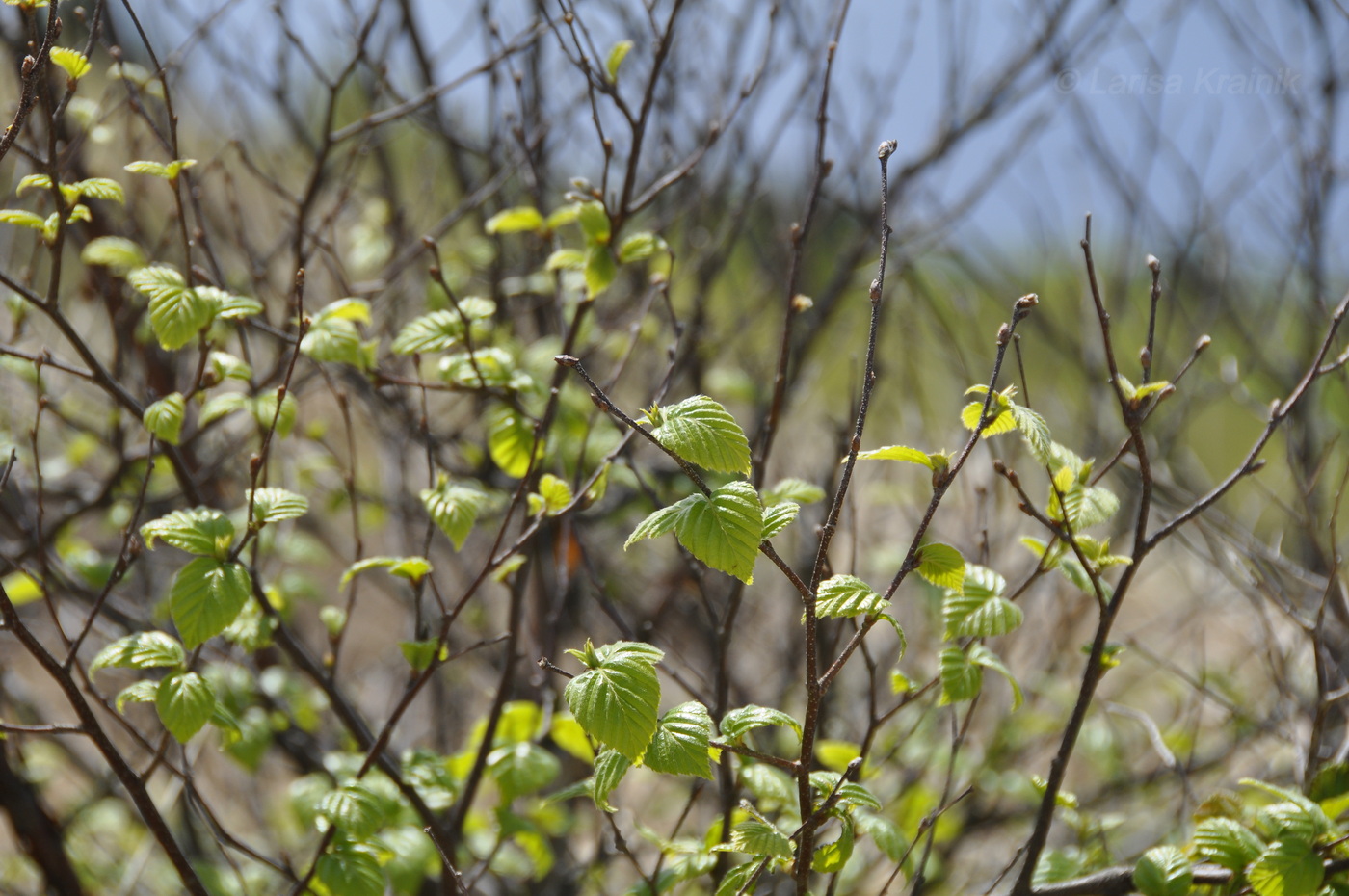 Image of Betula dauurica specimen.