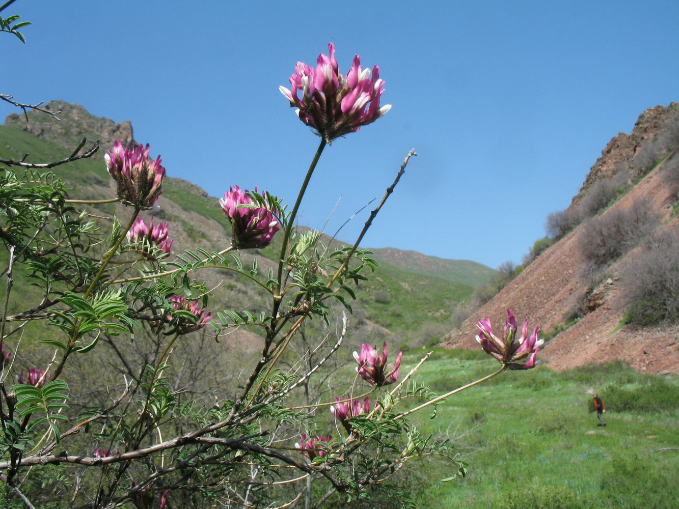 Image of Astragalus fedtschenkoanus specimen.