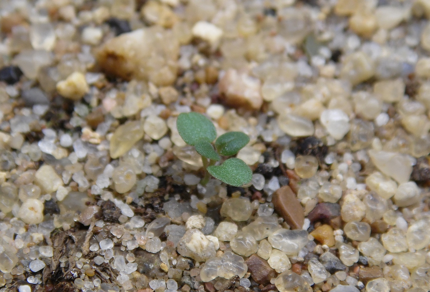 Изображение особи род Pycnanthemum.