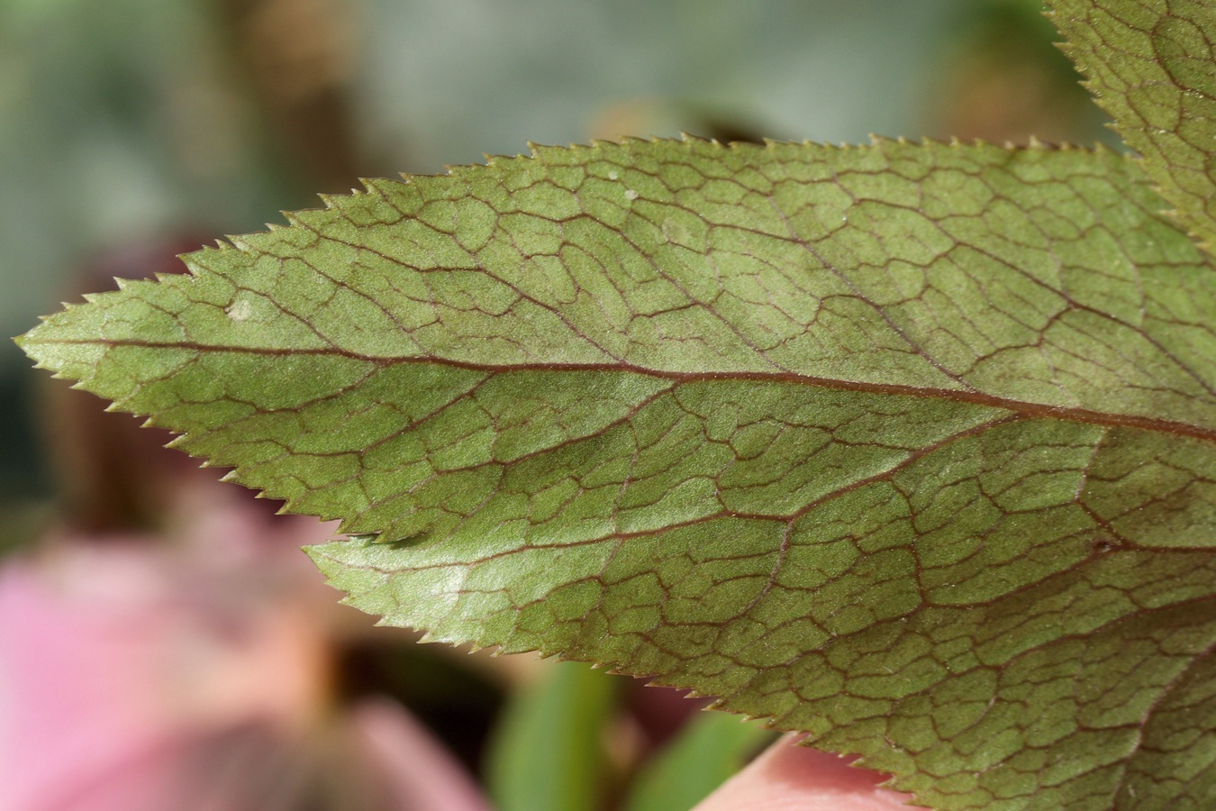 Image of Helleborus abchasicus specimen.