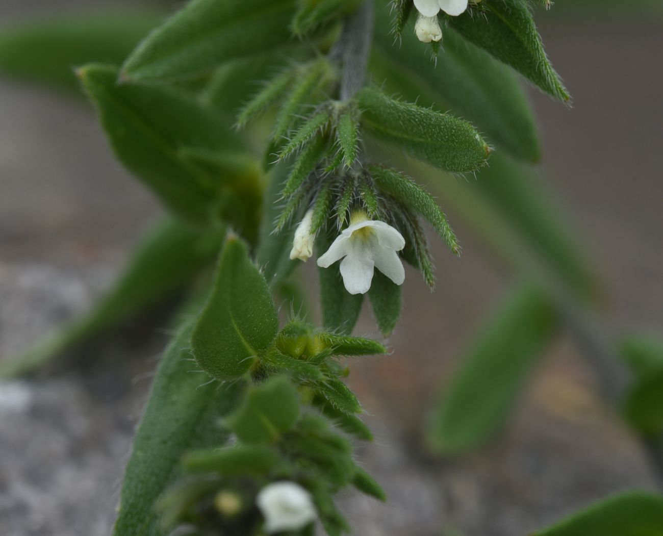 Изображение особи Buglossoides arvensis.
