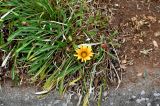 Gazania × hybrida. Цветущее растение. Португалия, о-в Мадейра, г. Сантана, в культуре. 20.08.2025.