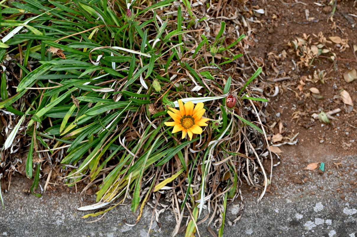 Изображение особи Gazania × hybrida.