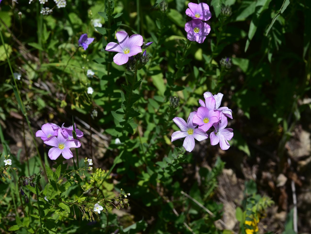 Image of Linum hypericifolium specimen.