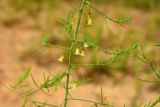 Asparagus inderiensis. Средняя часть цветущего побега. Астраханская обл., Наримановский р-н, окр. с. Николаевка, опустыненная степь, склон солонцеватой низины. 17.05.2026.