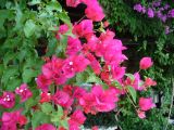 genus Bougainvillea. Ветви с соцветиями. Турецкая Республика, пров. Анталья, г. Кемер (Türkiye Cumhuriyeti, il Antalya, Kemer); в озеленении отеля Öz Kaymak Marina Otel. 03.06.2009.