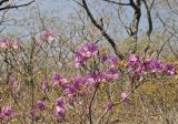 Rhododendron mucronulatum. Верхушка цветущего растения. Приморье, окр. г. Находка, широколиственный лес. 03.05.2026.