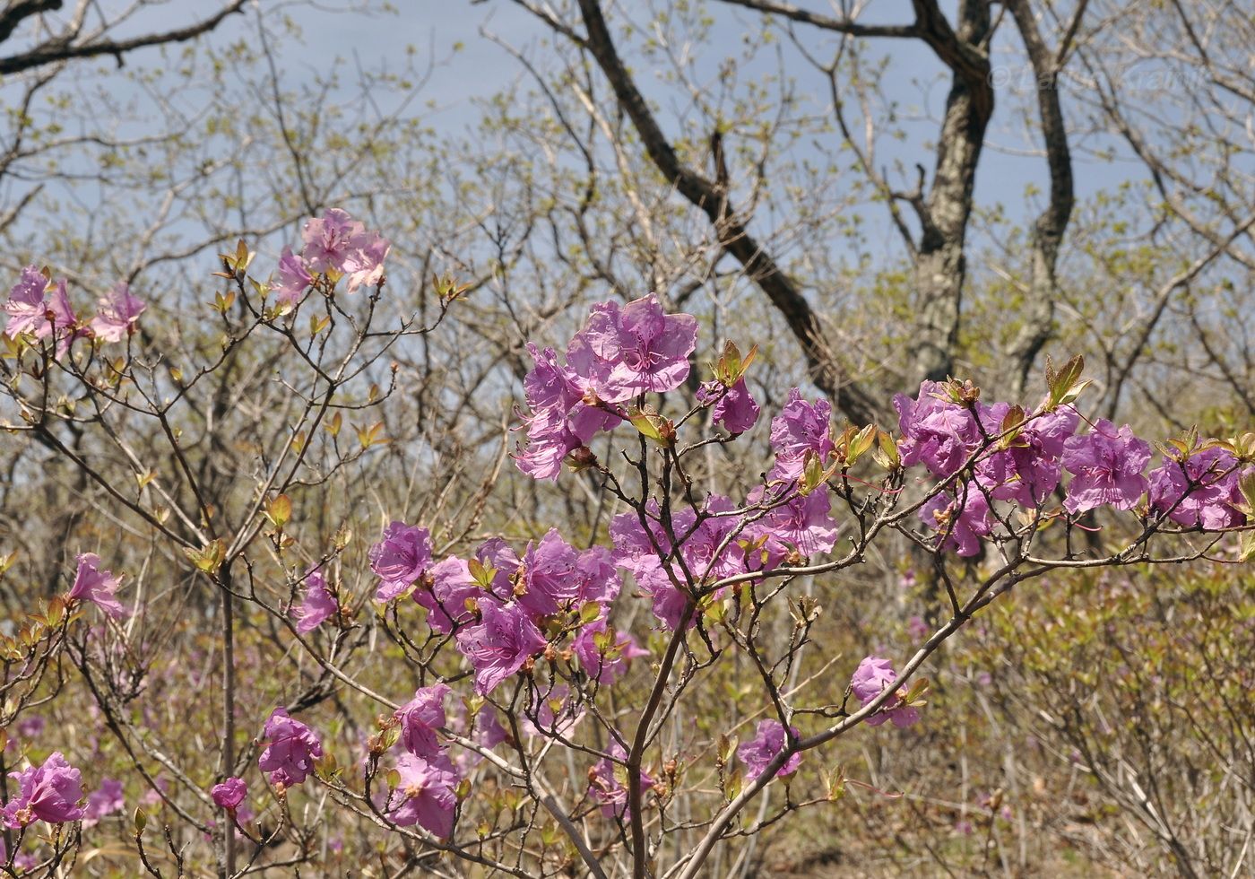 Image of Rhododendron mucronulatum specimen.