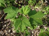 Ribes pallidiflorum. Верхушка побега. Хабаровский край, г. Комсомольск-на-Амуре, дол. р. Силинка, лиственный лес. 20.05.2026.