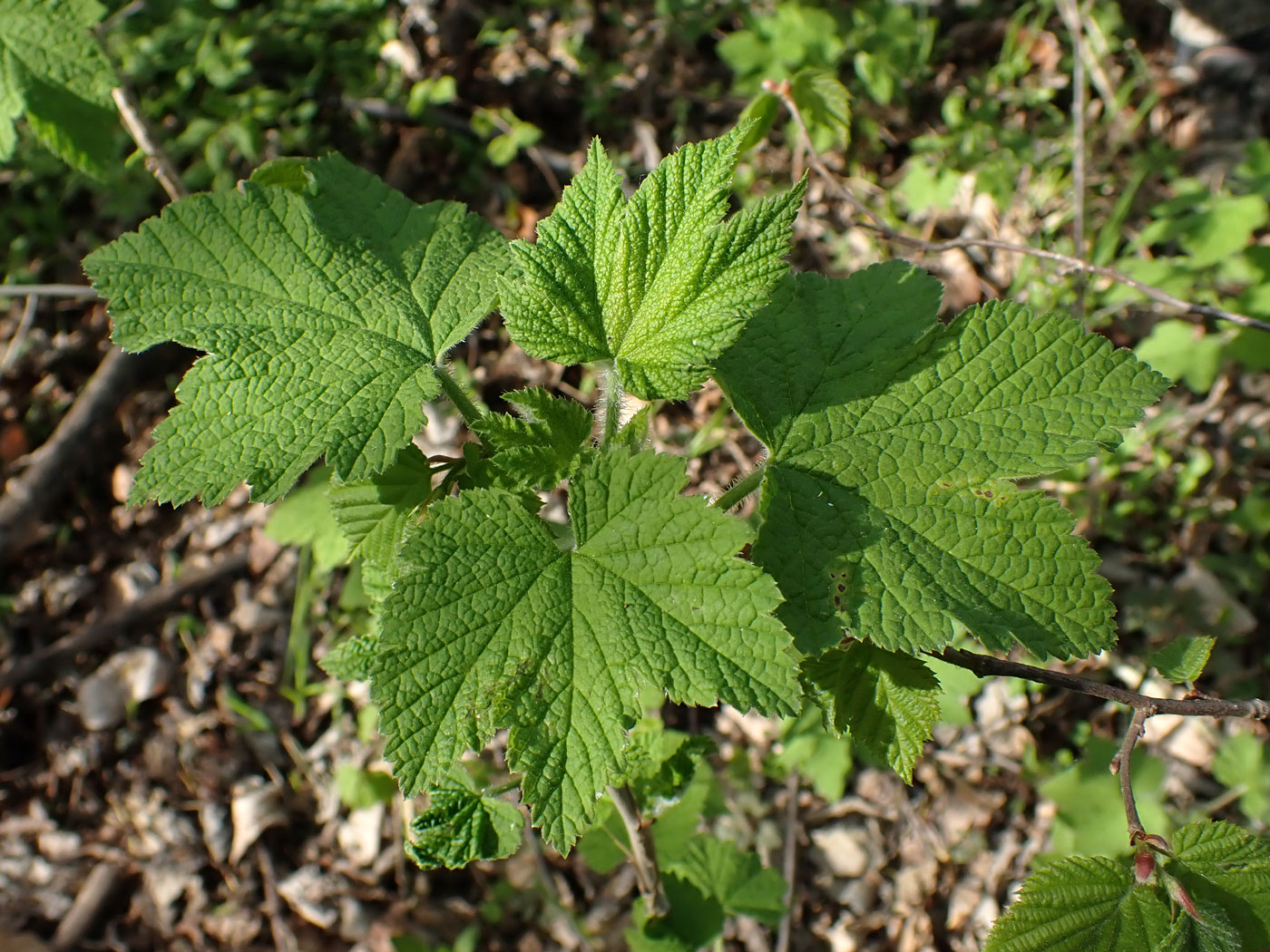 Image of Ribes pallidiflorum specimen.