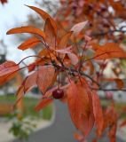 род Malus