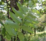 Polygonatum odoratum. Верхушка растения с незрелыми плодами. Азербайджан, Нахчыван, Шахбузский р-н, окр. с. Биченек, Зангезурский нац. парк; плато Батабат, смешанный лес. 17.07.2026.