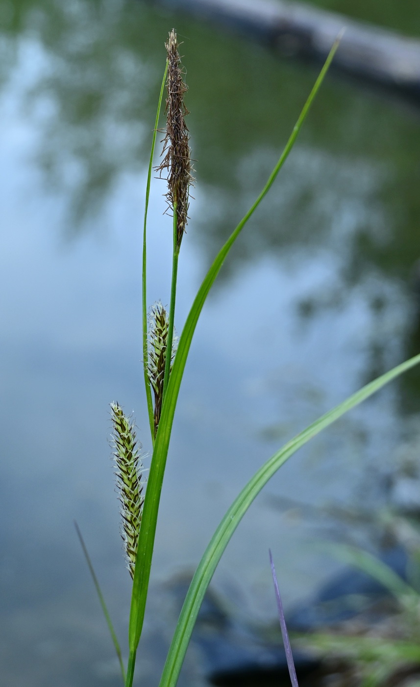 Image of genus Carex specimen.