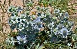 Eryngium maritimum. Верхушки побегов с соцветиями. Португалия, округ Бежа, устье р. Мира, песчаный пляж. 05.06.2026.