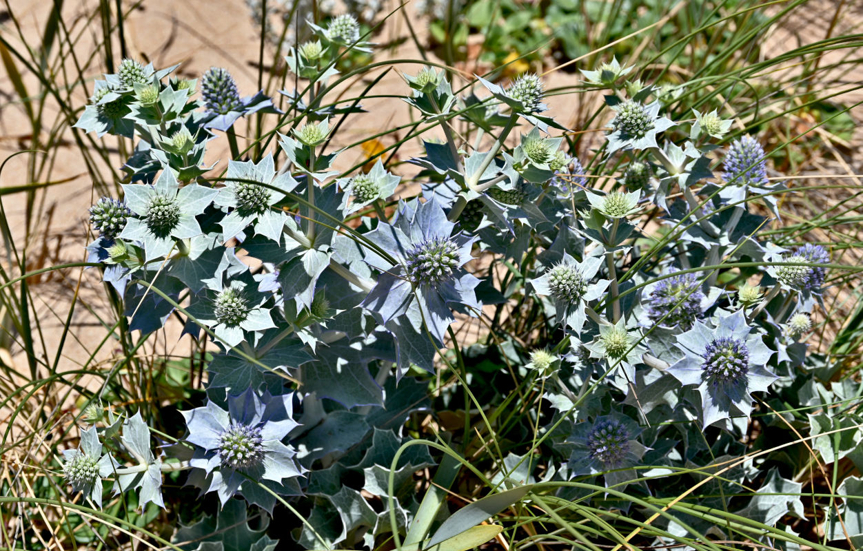 Изображение особи Eryngium maritimum.