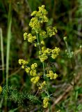 Galium verum. Верхушка побега с соцветием и сидящим насекомым. Московская обл., гор. округ Серпухов, дол. р. Протва, луг. 09.08.2026.