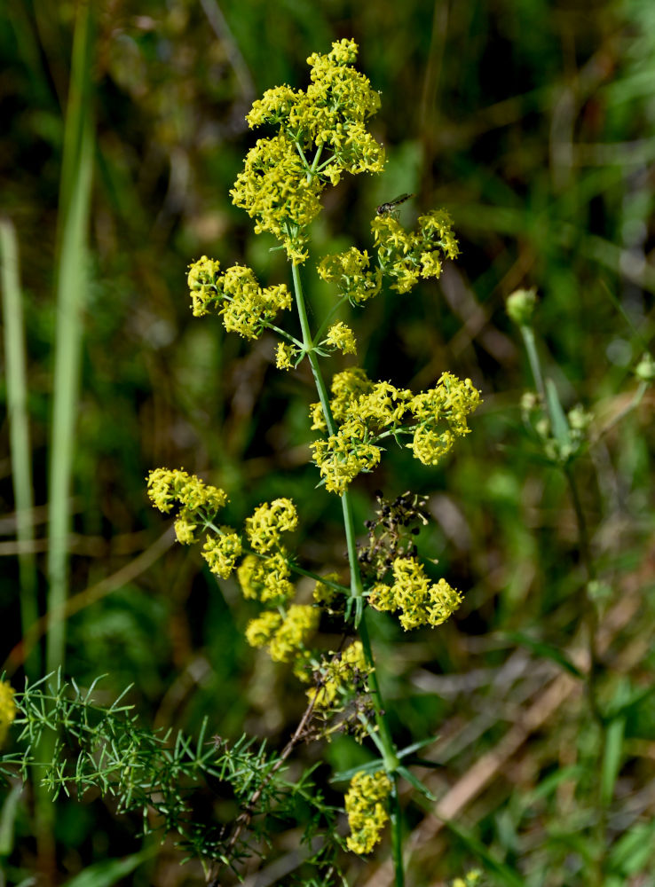 Image of Galium verum specimen.