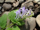 Scutellaria pekinensis